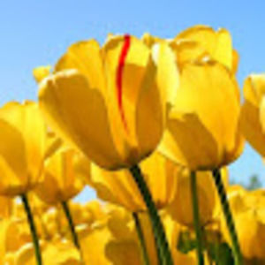 Meet your Posher, Carma